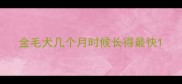金毛犬几个月时候长得最快