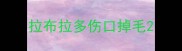拉布拉多伤口掉毛