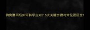 狗狗淋雨后如何科学应对5大关键步骤与常见误区全