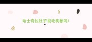 哈士奇拉肚子能吃狗粮吗