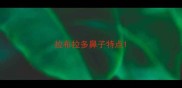 拉布拉多鼻子特点