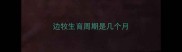 边牧生育周期是几个月