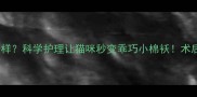 绝育后行为大变样科学护理让猫咪秒变乖巧小棉袄术后护理全攻略