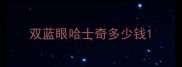 双蓝眼哈士奇多少钱
