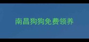 南昌狗狗免费领养
