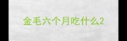 金毛六个月吃什么