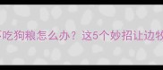 边牧夏天不吃狗粮怎么办这5个妙招让边牧食欲大开