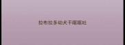 拉布拉多幼犬干呕呕吐