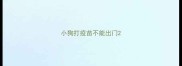 小狗打疫苗不能出门