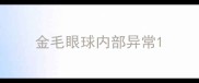 金毛眼球内部异常