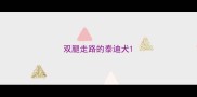 双腿走路的泰迪犬