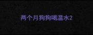 两个月狗狗喝温水
