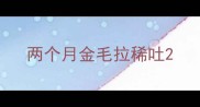 两个月金毛拉稀吐