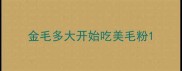 金毛多大开始吃美毛粉
