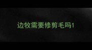 边牧需要修剪毛吗
