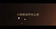 小狗剪指甲怎么剪