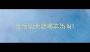 金毛幼犬能喝羊奶吗