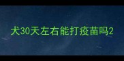 犬30天左右能打疫苗吗