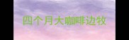 四个月大咖啡边牧