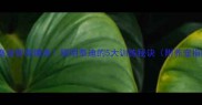 红泰迪智商爆表聪明泰迪的5大训练秘诀附养宠指南