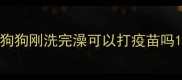 狗狗刚洗完澡可以打疫苗吗