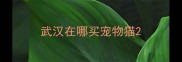 武汉在哪买宠物猫