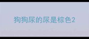 狗狗尿的尿是棕色