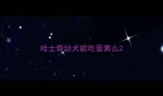 哈士奇幼犬能吃蛋黄么