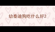 幼泰迪狗吃什么好