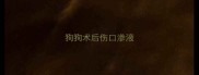 狗狗术后伤口渗液