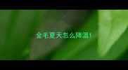 金毛夏天怎么降温