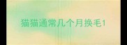 猫猫通常几个月换毛