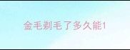 金毛剃毛了多久能
