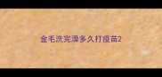 金毛洗完澡多久打疫苗
