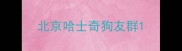 北京哈士奇狗友群