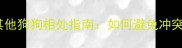 拉布拉多与其他狗狗相处指南如何避免冲突与训练方法