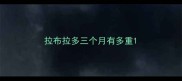 拉布拉多三个月有多重