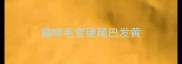 猫咪毛变硬尾巴发黄