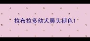 拉布拉多幼犬鼻头褪色