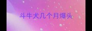 斗牛犬几个月爆头