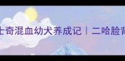 阿拉斯加哈士奇混血幼犬养成记二哈脸背后的养护秘籍