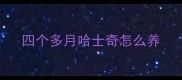 四个多月哈士奇怎么养
