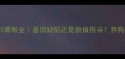 哈士奇蓝眼VS黄眼全基因缺陷还是颜值担当养狗必看避坑指南