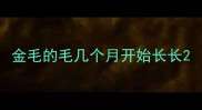 金毛的毛几个月开始长长