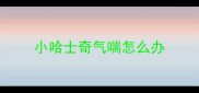 小哈士奇气喘怎么办