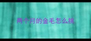 两个月的金毛怎么挑