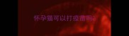 怀孕猫可以打疫苗吗