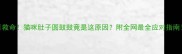 救命猫咪肚子圆鼓鼓竟是这原因附全网最全应对指南