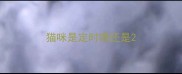 猫咪是定时喂还是