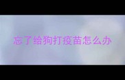 忘了给狗打疫苗怎么办
